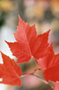 red maple leaves in fall